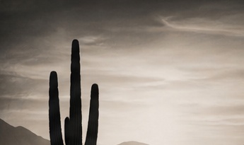 Sonoran desert ridge at dusk
